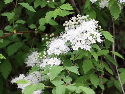 Spiraea chamaedryfolia var. pilosa