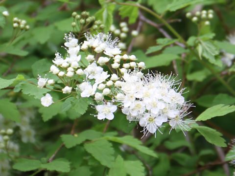 Spiraea chamaedryfolia var. pilosa