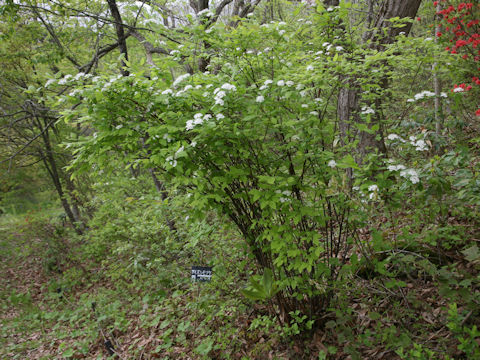 Spiraea chamaedryfolia var. pilosa