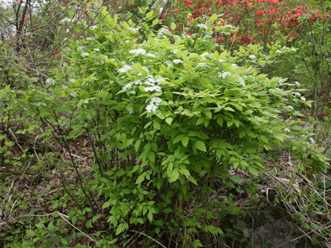 Spiraea chamaedryfolia var. pilosa
