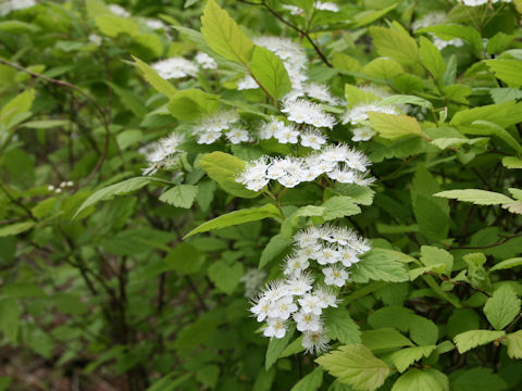 Spiraea chamaedryfolia var. pilosa