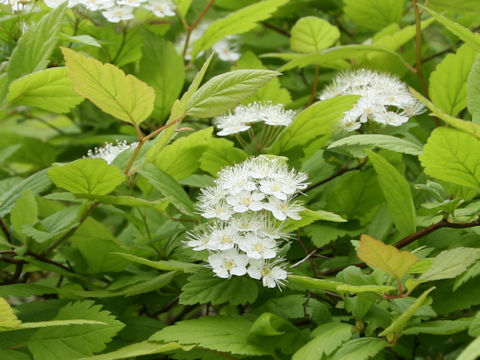 Spiraea chamaedryfolia var. pilosa