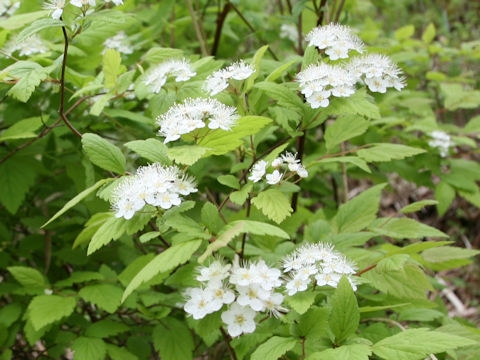 Spiraea chamaedryfolia var. pilosa