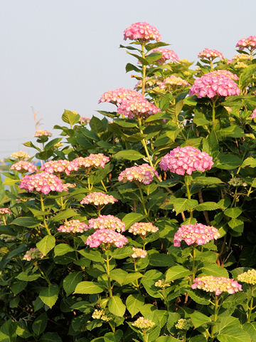 Hydrangea macrophylla