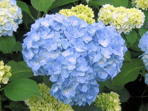 Hydrangea macrophylla