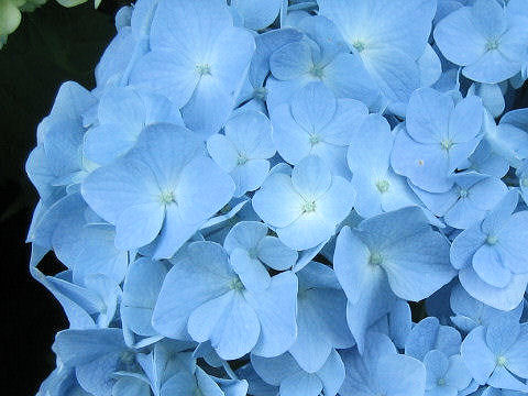 Hydrangea macrophylla