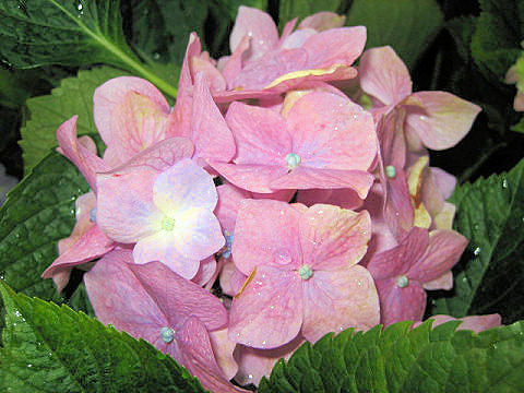 Hydrangea macrophylla