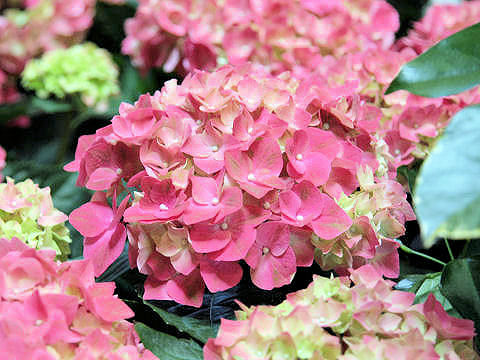 Hydrangea macrophylla