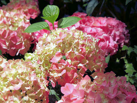 Hydrangea macrophylla