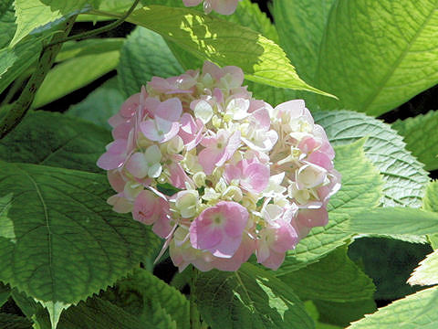 Hydrangea macrophylla