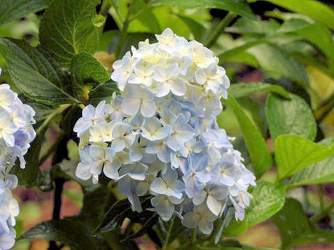 Hydrangea macrophylla