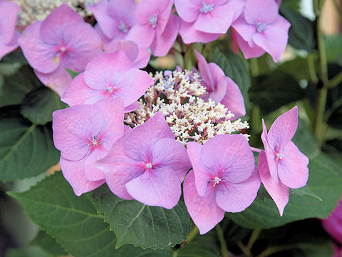 Hydrangea macrophylla