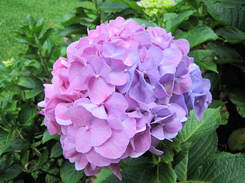 Hydrangea macrophylla