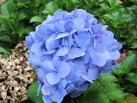 Hydrangea macrophylla