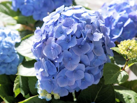 Hydrangea macrophylla