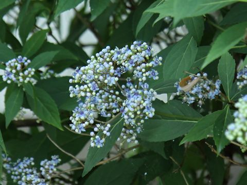 Hydrangea macrophylla