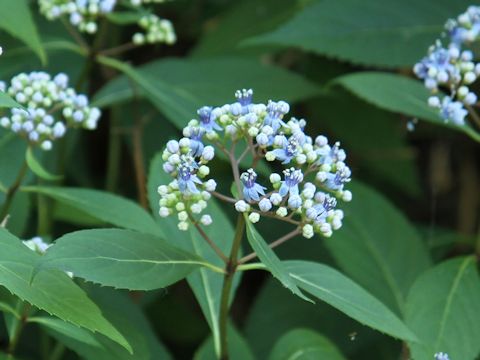 Hydrangea macrophylla