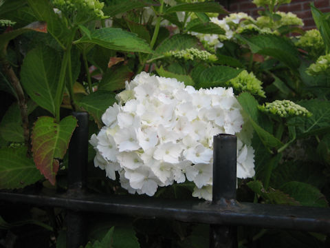 Hydrangea macrophylla