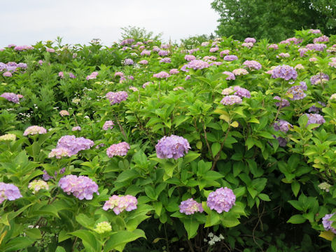 Hydrangea macrophylla