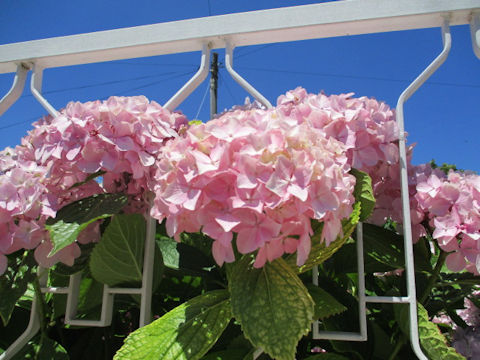 Hydrangea macrophylla