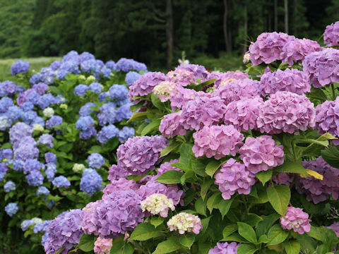 Hydrangea macrophylla