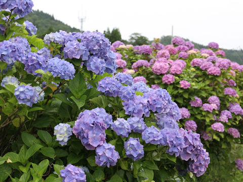 Hydrangea macrophylla