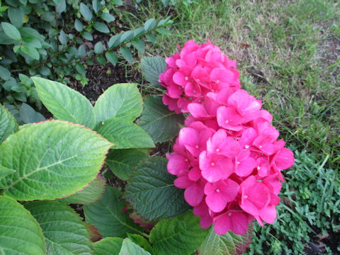 Hydrangea macrophylla