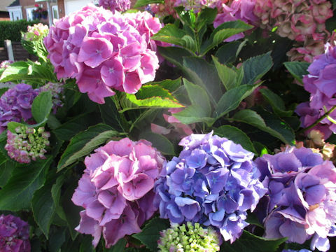 Hydrangea macrophylla