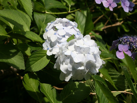 Hydrangea macrophylla