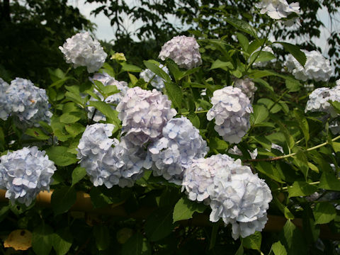 Hydrangea macrophylla