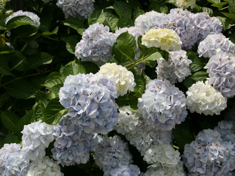 Hydrangea macrophylla