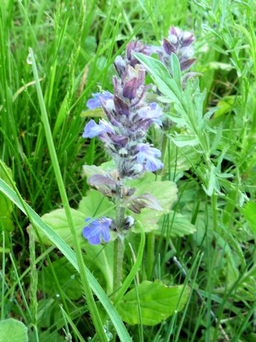 Ajuga genevensis