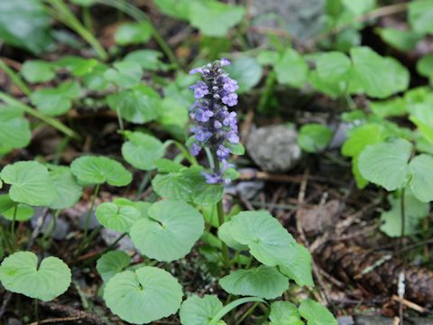 Ajuga pyramidalis