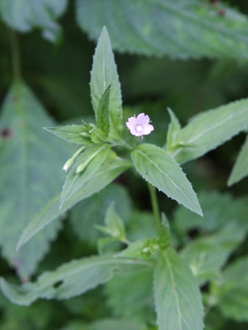 Epilobium pyrricholophum