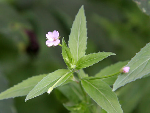 Epilobium pyrricholophum