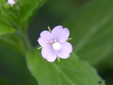 Epilobium pyrricholophum