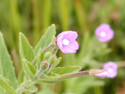 Epilobium pyrricholophum