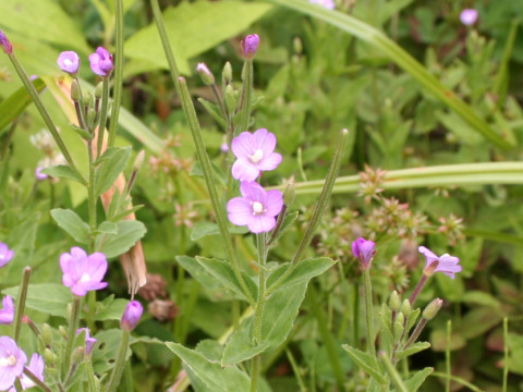 Epilobium pyrricholophum