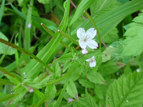 Epilobium pyrricholophum