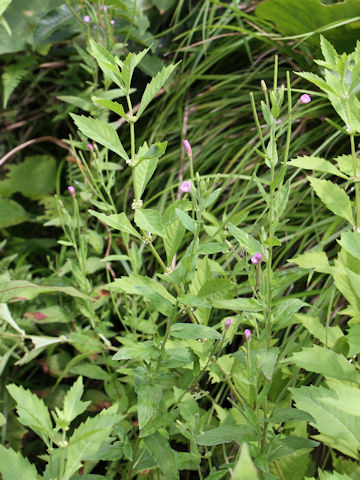 Epilobium pyrricholophum