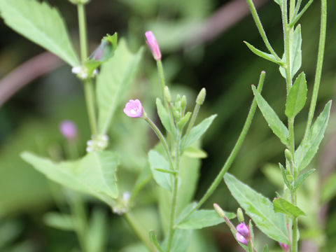 Epilobium pyrricholophum