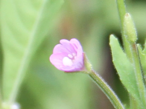 Epilobium pyrricholophum