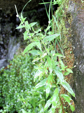 Epilobium pyrricholophum