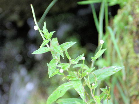 Epilobium pyrricholophum