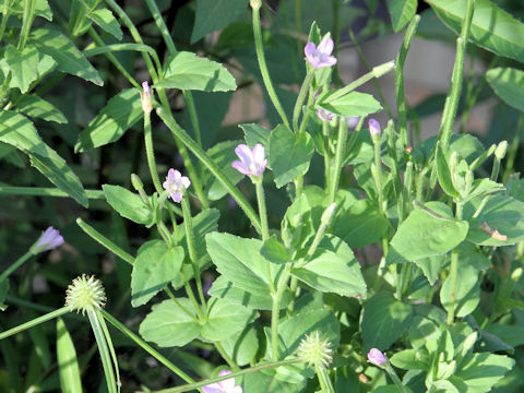 Epilobium pyrricholophum