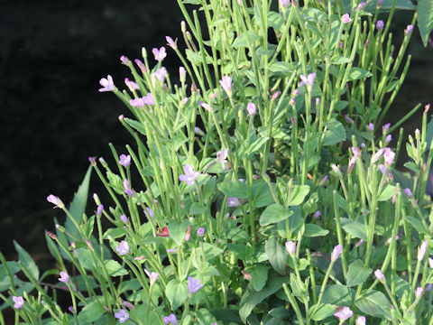 Epilobium pyrricholophum