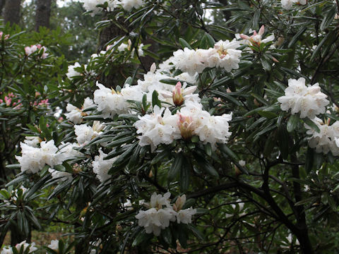 Rhododendron hyperythrum