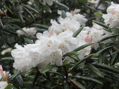 Rhododendron hyperythrum