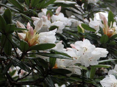 Rhododendron hyperythrum