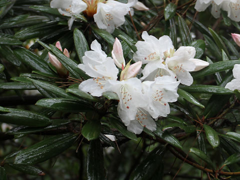 Rhododendron hyperythrum